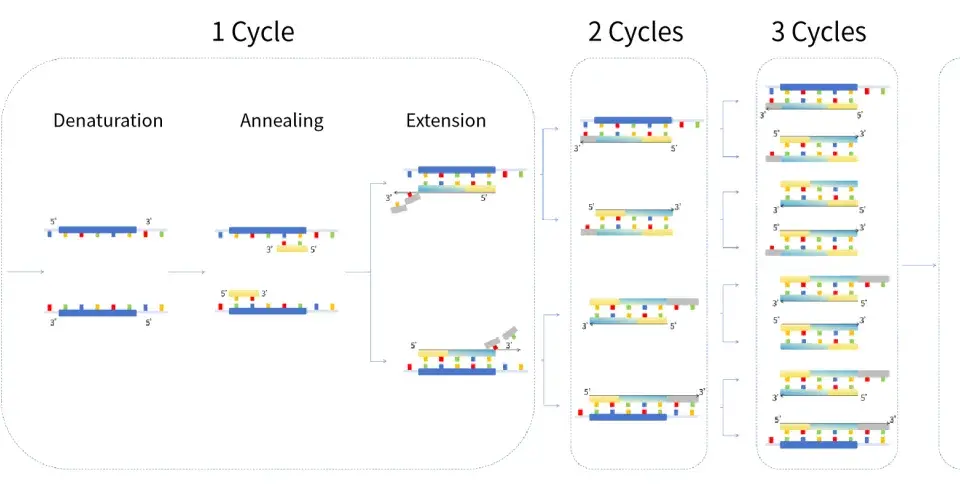 Ilustración del esquema PCR: desnaturalización, apareamiento y extensión de ADN. Muestra la amplificación de ADN en ciclos.
