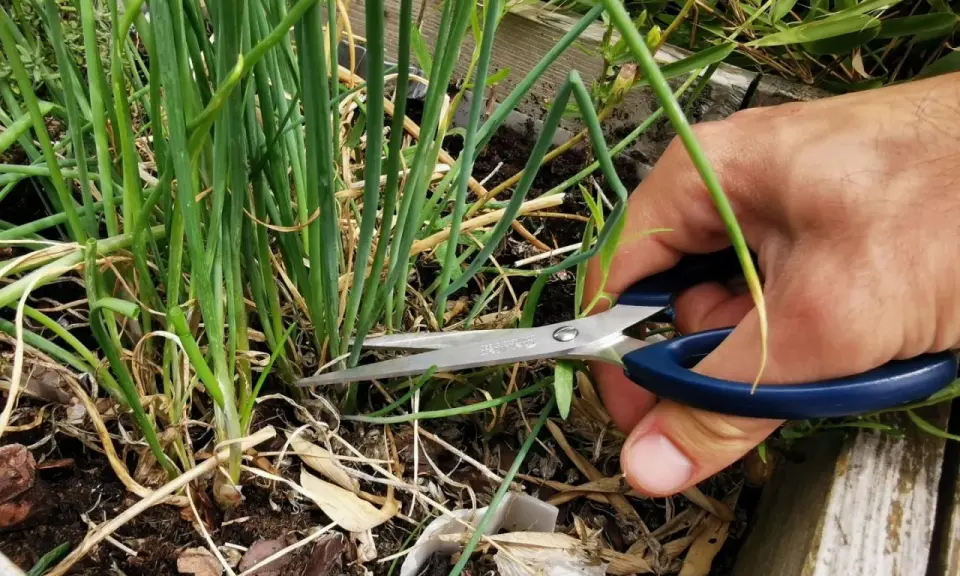 Maintenant que la ciboulette en fleur, que faire ? On la coupe pour la récolter et la cuisiner.