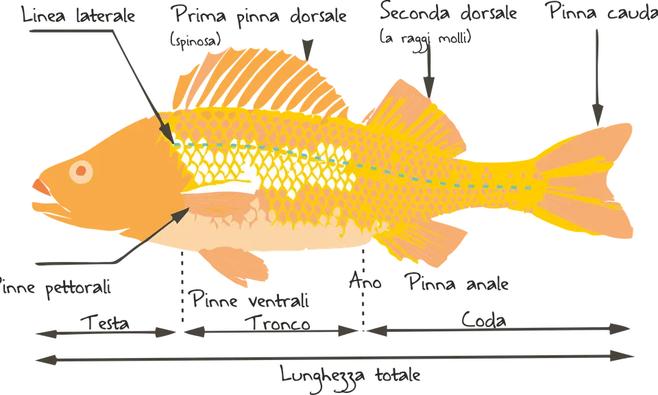 Illustrazione delle caratteristiche dei pesci: linea laterale, pinne dorsali, pettorali, ventrali, anale e caudale, con indicazione di testa, tronco e coda.