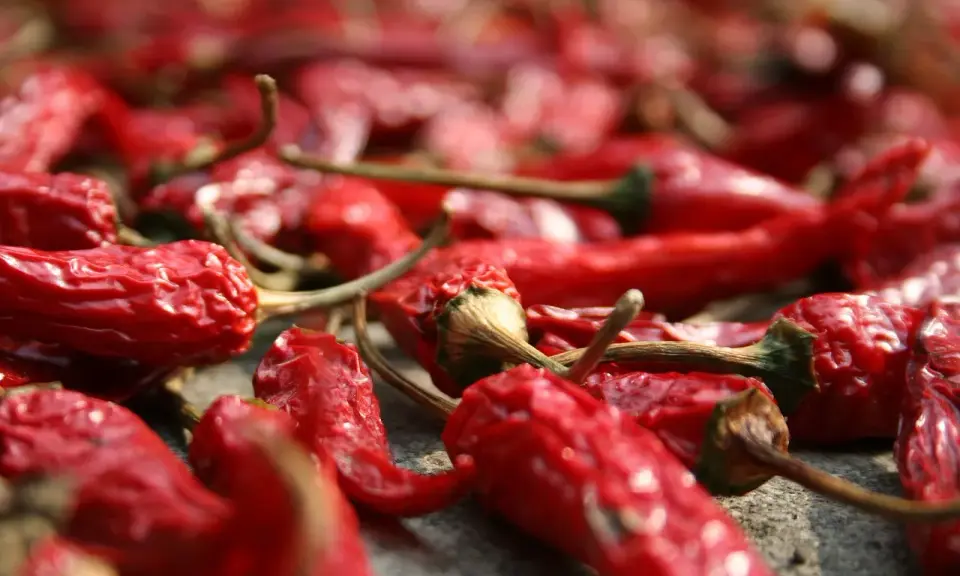 Viele rote Chilis liegen zum **chili trocknen** ausgebreitet. Ihre runzlige Oberfläche und die grünen Stiele sind gut erkennbar.