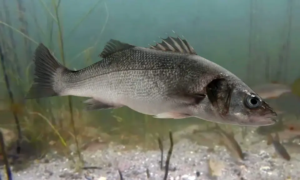 Oto seabass pływający w wodzie, otoczony przez roślinność i inne ryby.