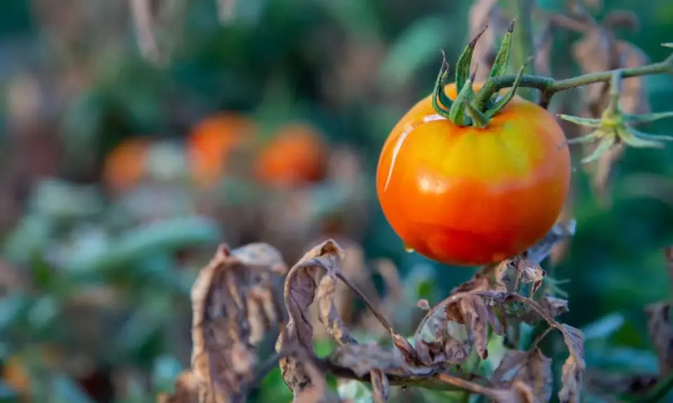 A single ripe tomato hangs on a branch, surrounded by wilted leaves. This image raises the question: can tomato plants get too much sun?