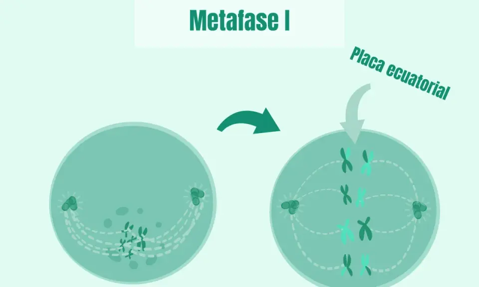 La metafase I muestra cromosomas alineados en la placa ecuatorial, preparándose para la división celular.