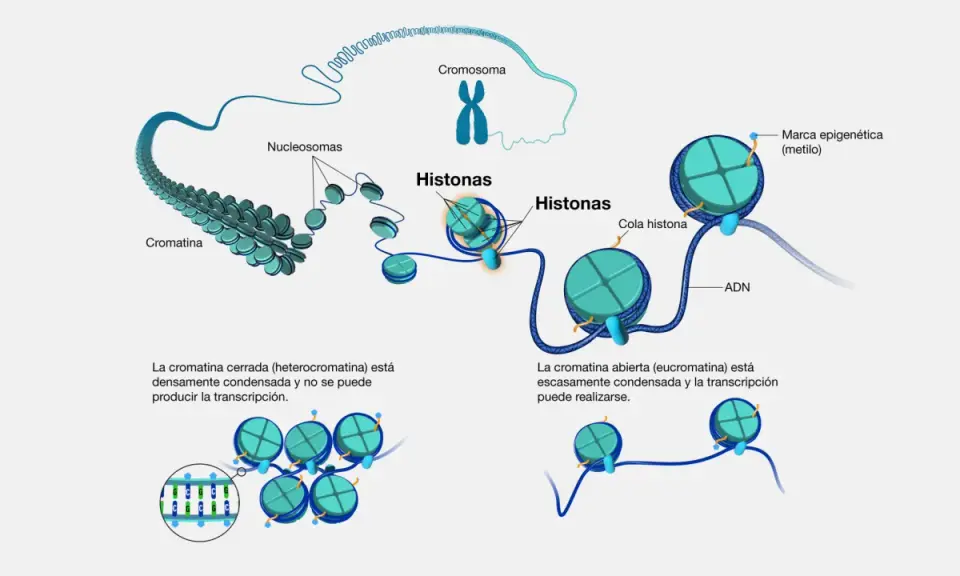 Las histonas son proteínas que empaquetan el ADN en cromatina. El ADN se enrolla alrededor de las histonas formando nucleosomas, que son la base de la estructura cromosómica.