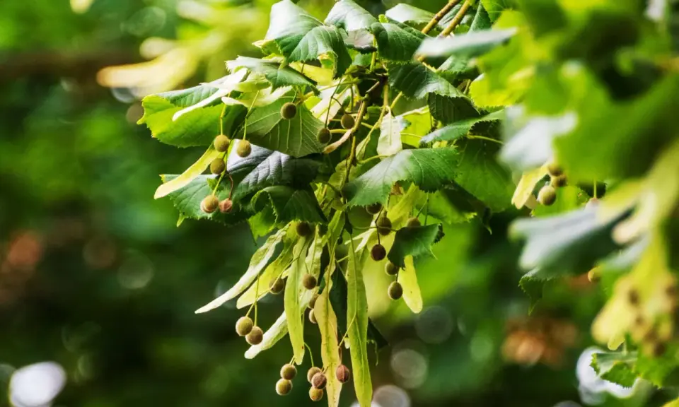 Rameau de tilleul avec ses feuilles vertes et ses fruits, rappelant l'infusion de tilleul et ses possibles effets secondaires.