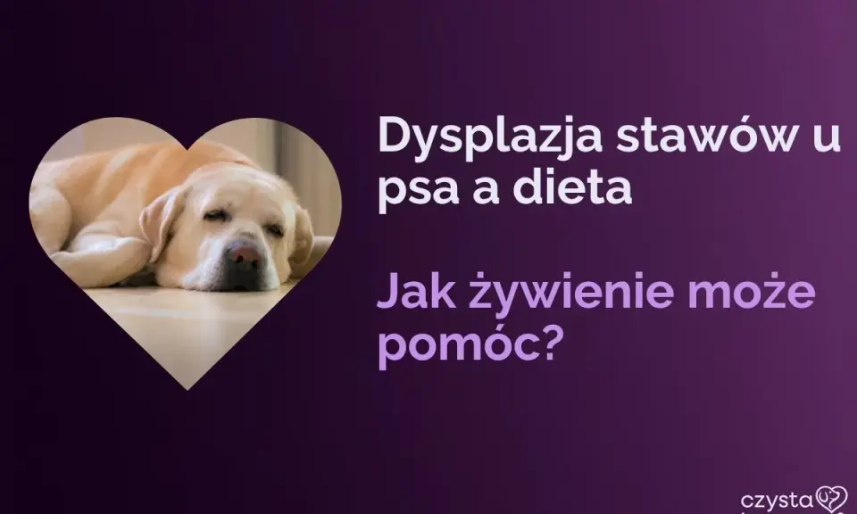 Labrador odpoczywa, gdy tekst informuje o dysplazji u psa i wpływie diety na jego zdrowie.