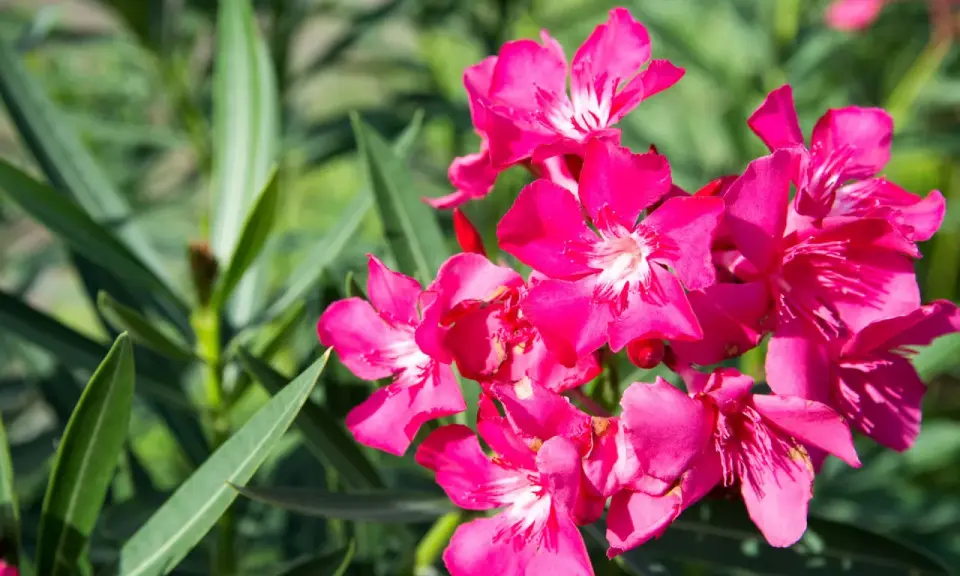 Piękne, jaskrawo różowe kwiaty oleandra. Warto pamiętać, czy oleander jest trujący, bo jego piękno skrywa niebezpieczeństwo.