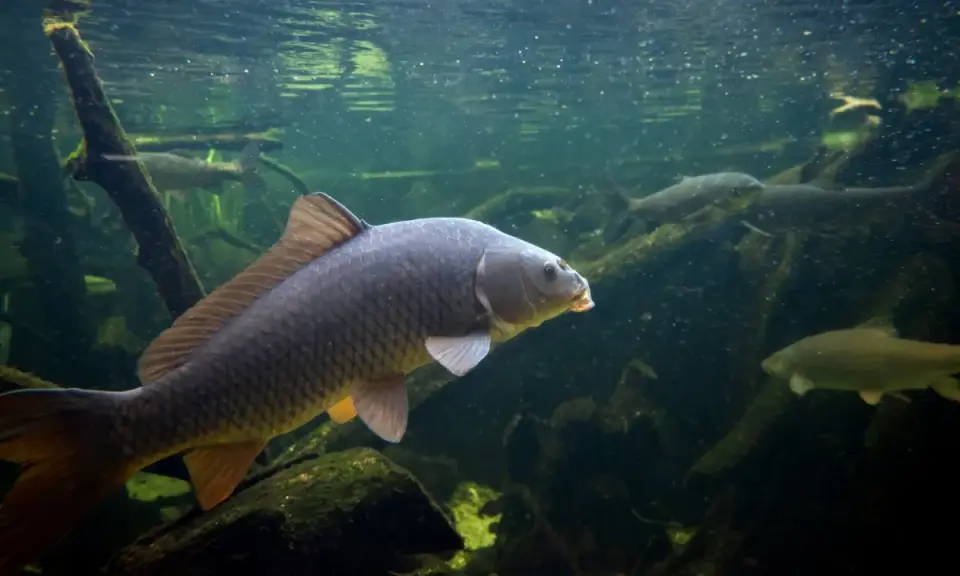 Karp i inne rodzaje ryb słodkowodnych pływają w mętnej wodzie wśród korzeni i gałęzi.