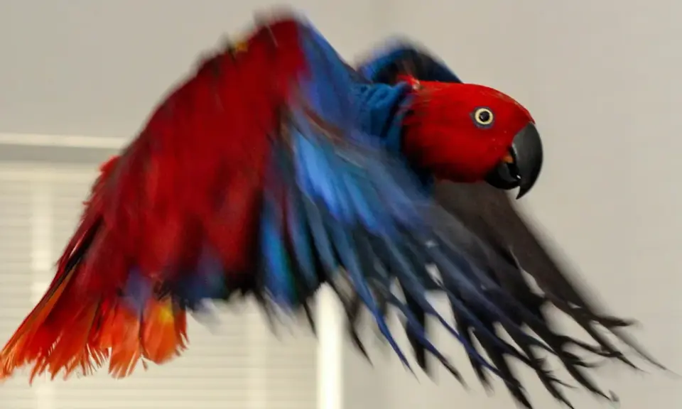 Un pappagallo eclettico, con piumaggio rosso e blu vibrante, vola con le ali spiegate. I suoi colori ricordano i petali dell'ipomoea purpurea.