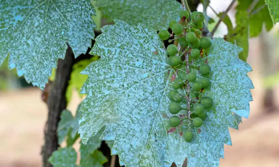 Feuilles de vigne couvertes de bouillie bordelaise, avec une grappe de raisins verts.