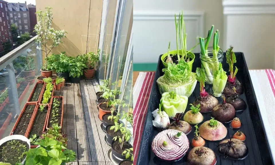 Un balcón lleno de vida con un huerto en casa. Verduras brotando en macetas y bandejas, listas para crecer.