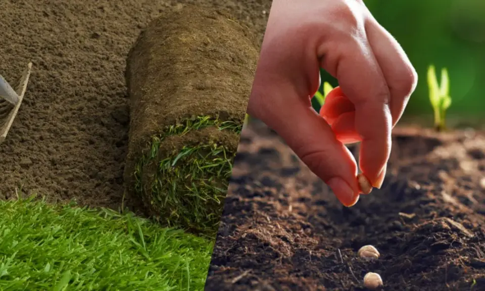 Préparation du sol et semis de graines pour apprendre comment planter du gazon. Un rouleau de gazon est prêt à être posé, tandis qu'une main sème des graines.