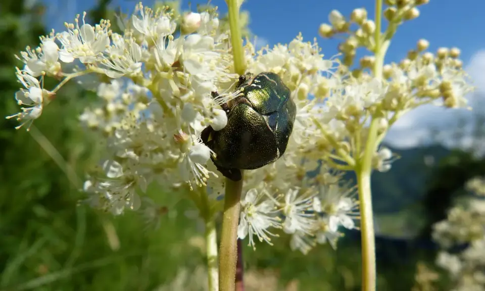 Un scarabée vert métallique se repose sur une fleur de reine des prés.