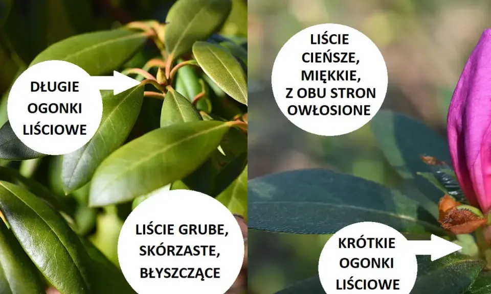Porównanie: różanecznik ma długie ogonki liściowe i grube, błyszczące liście. Azalia ma krótkie ogonki i cieńsze, miękkie liście.