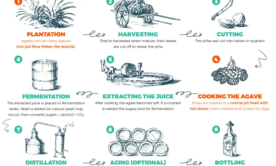 Schritte der Mezcal Herstellung: Anbau, Ernte, Schneiden, Kochen, Zerkleinern, Gärung, Destillation, optional Reifung und Abfüllung.