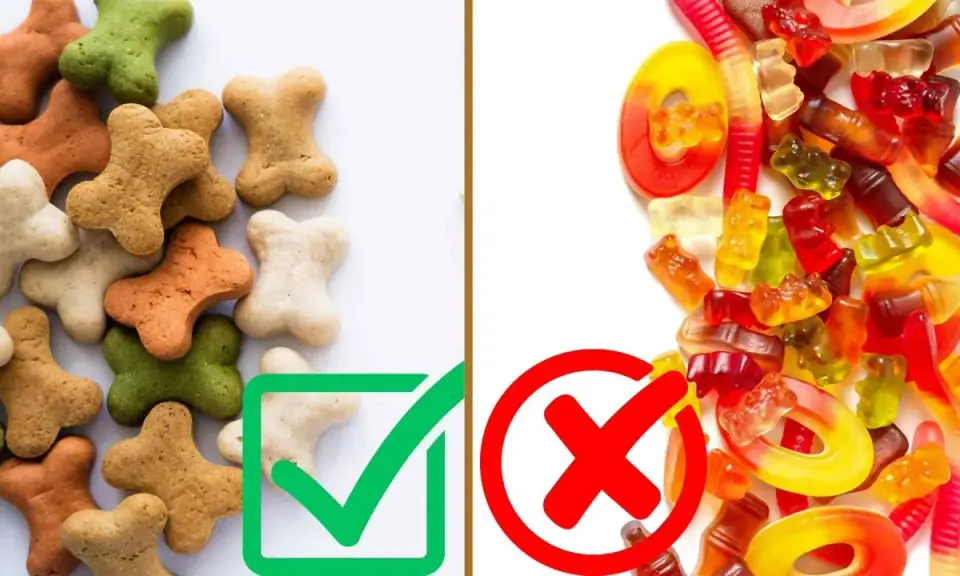 Galletas con forma de hueso, algunas verdes, son golosinas saludables. Dulces de goma y gusanos, prohibidos.
