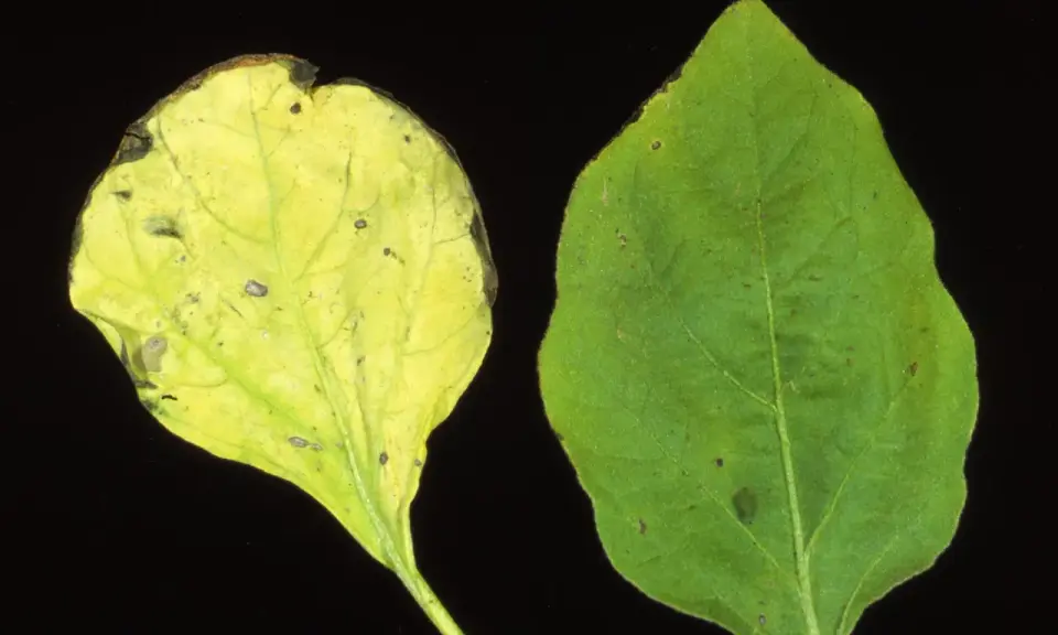Feuille d'aubergine saine verte à côté d'une feuille montrant les symptômes d'une maladie : jaunissement et nécrose.