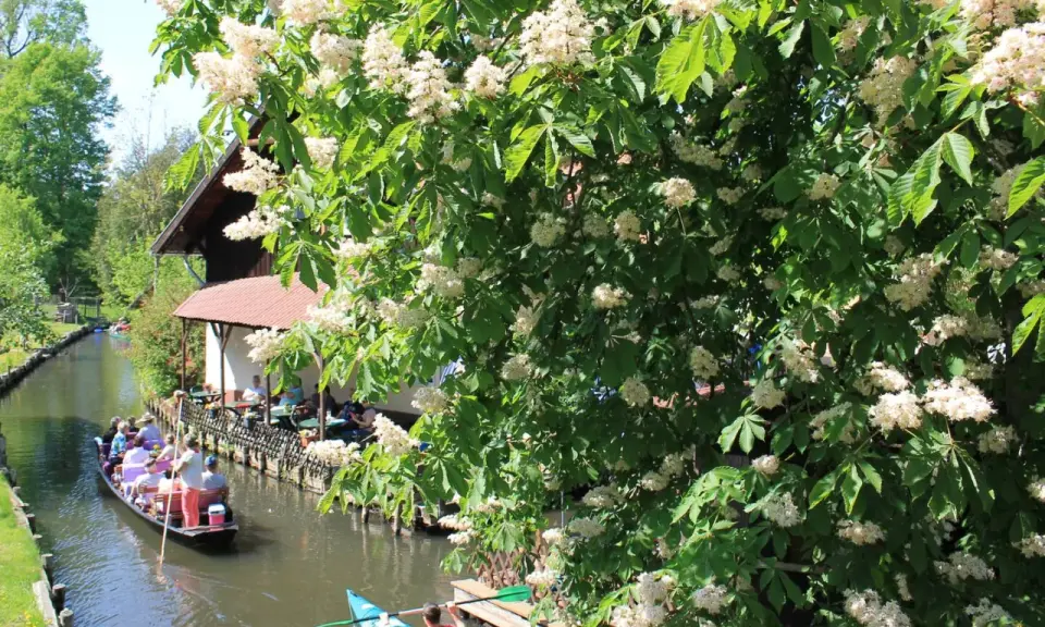 Blühende Kastanienbäume säumen den Kanal, auf dem ein Kahnbus und Kanus fahren. Ein idyllisches Bild der Spreewald Ausflugsziele.