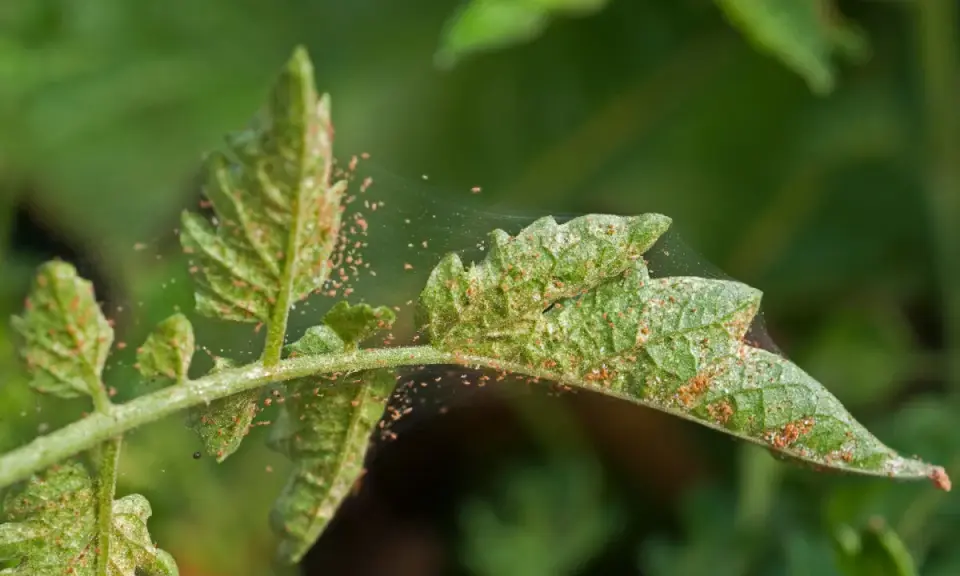 Liście pomidora pokryte pajęczyną i drobnymi, pomarańczowymi roztoczami. Widać ślady żerowania, co sugeruje potrzebę zastosowania naturalny oprysk na przędziorka.