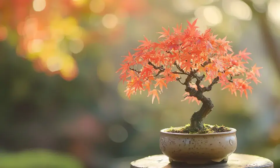 Un magnifique érable du Japon en pot, aux feuilles rouge orangé éclatantes, prêt pour son entretien.
