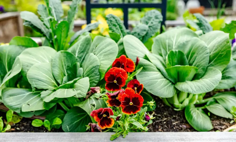 A vibrant garden bed bursts with lush green bok choy and kale, punctuated by cheerful red and yellow pansies, a beautiful display of spring perennials.