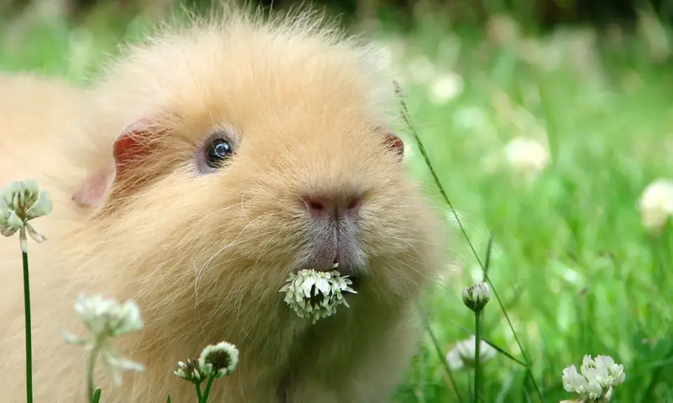 Ein flauschiges Meerschweinchen genießt sein frischfutter im Gras.