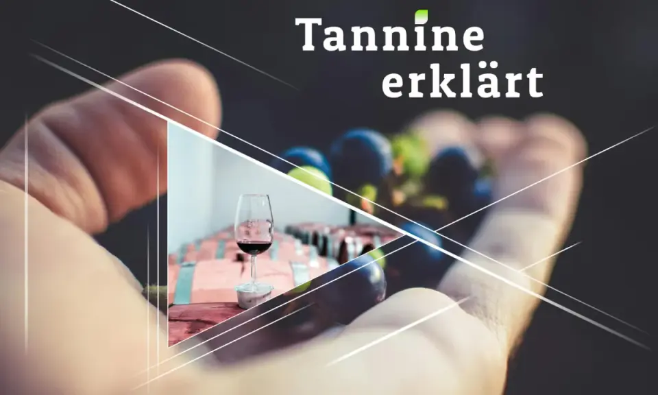 Ein Glas Rotwein und Trauben in einer Hand, daneben Fässer. "Tannine erklärt" – die Essenz des Weins.