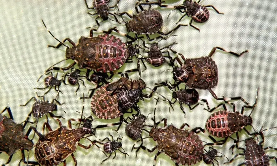 A cluster of brown marmorated stink bugs in various life stages, from tiny nymphs to larger adults, are shown on a light green surface.