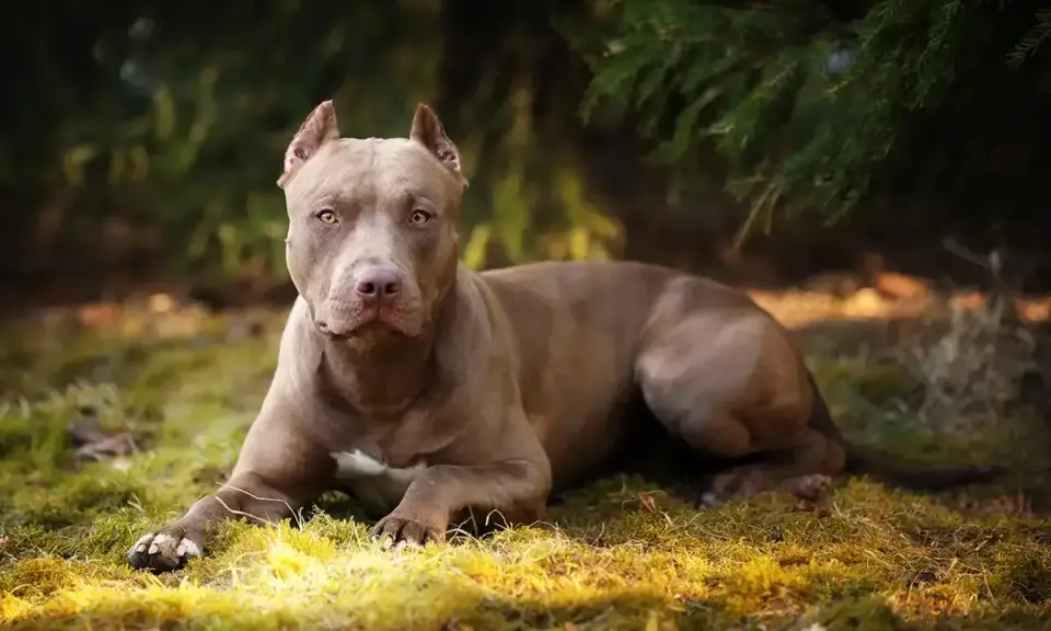 Szlachetny pitbull o brązowej sierści leży na trawie, otoczony zielenią.