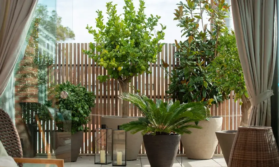 Un limonero, magnolios y palmeras crean un oasis verde. Estas plantas para terrazas transforman el espacio exterior en un refugio natural.