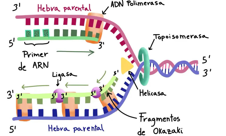 Replicación del ADN: ADN polimerasa y ligasas unen fragmentos de Okazaki.
