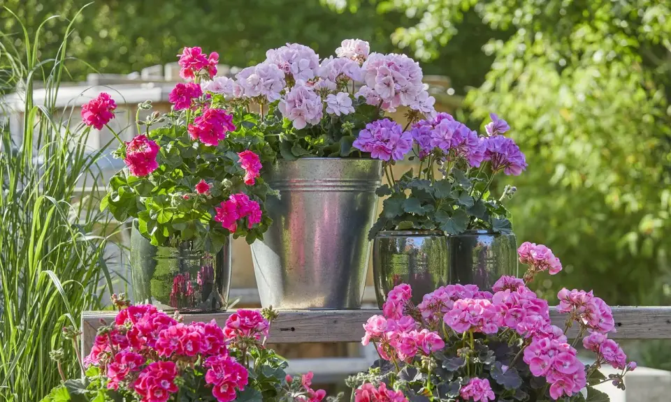 Jardinière avec composition de géraniums roses et violets, dans des pots variés, sur une étagère en bois.