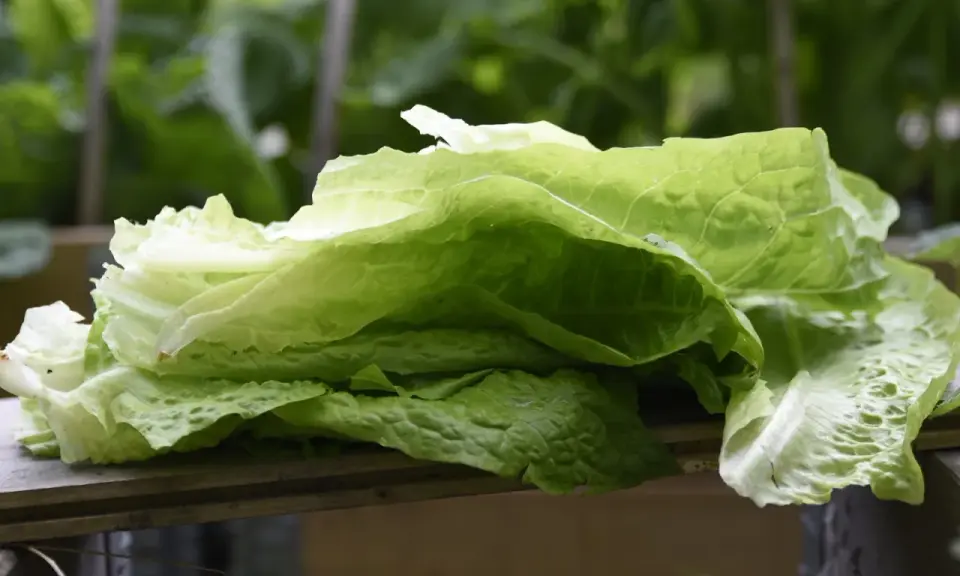 Färska blad av romansallad, nyskördade och redo att ätas. En påminnelse om att romansallad odla är enkelt och givande.