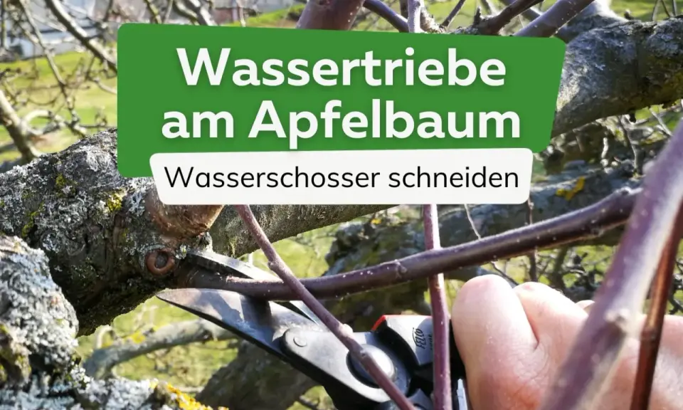 Gärtner schneidet Wasserschosser am Apfelbaum.