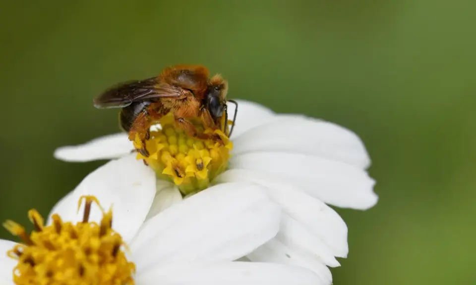 Une abeille melipona, toute poilue, butine le cœur jaune d'une fleur blanche.
