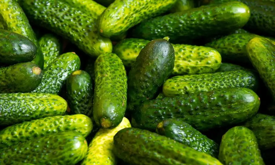 Un tas de cornichons verts, petits et bosselés. Le cornichon est-il un concombre ? Oui, c'est un petit concombre.