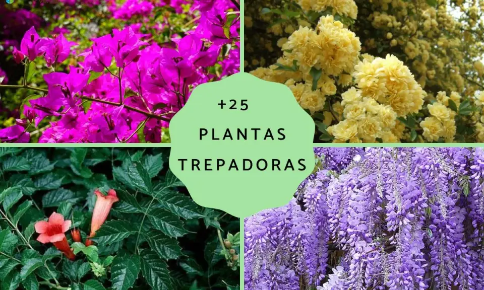 Flores vibrantes y follaje exuberante en un collage de plantas trepadoras resistentes para exterior.