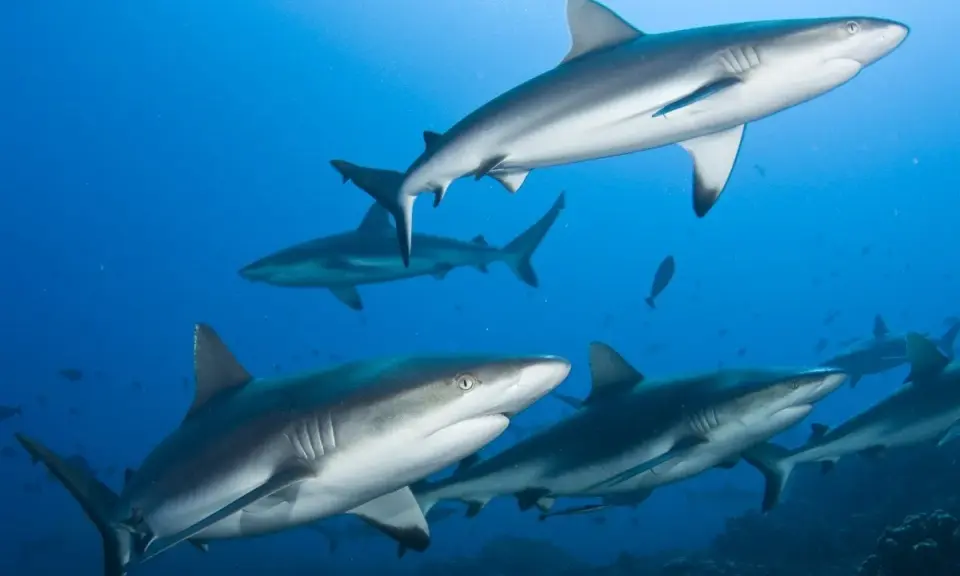 Un gruppo di squali grigi nuota in acque blu profonde. Osserva come si muove lo squalo, con le pinne che guidano il suo elegante movimento.