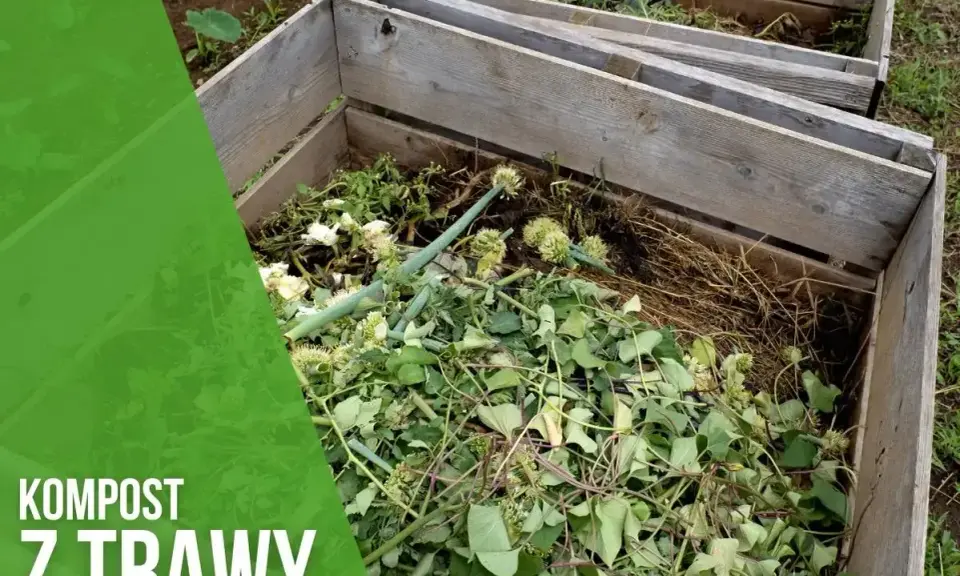 Kompost z trawy w drewnianej kompostowniku. Zielone liście i łodygi tworzą bogatą masę, która zamieni się w cenny nawóz.