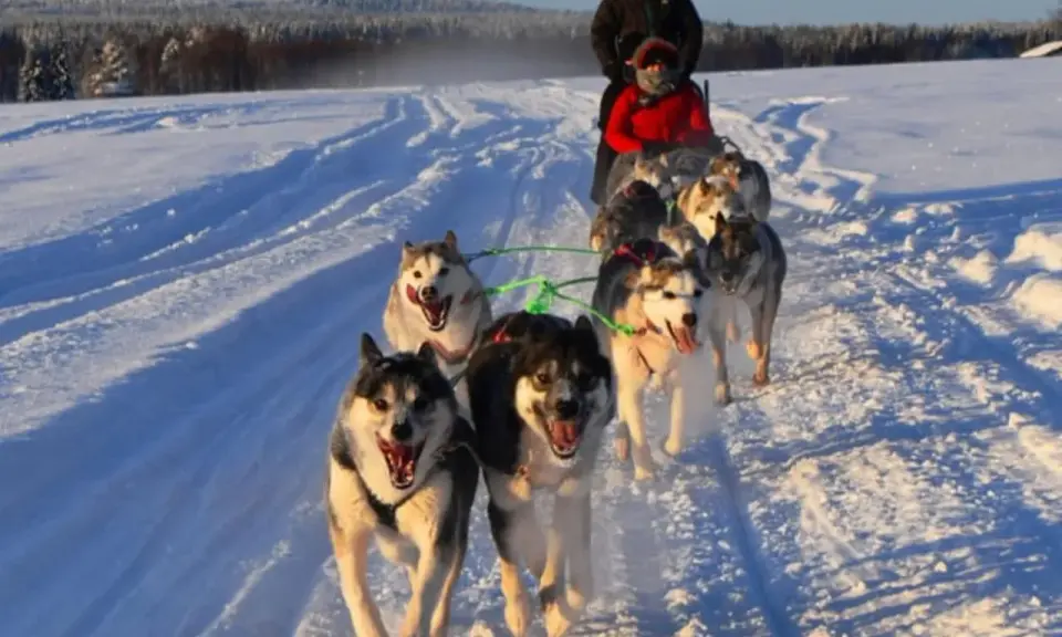 Hundspann i Sverige drar fram över snön med glada hundar och passagerare.
