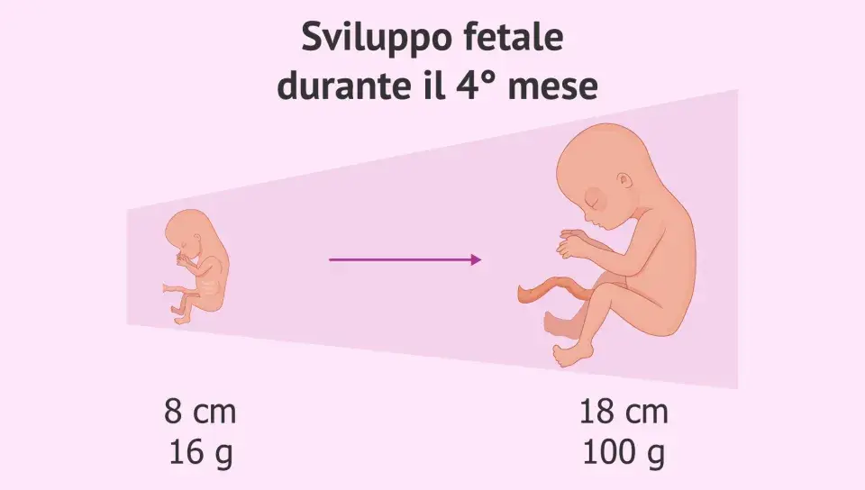 Sviluppo fetale durante il 4° mese: da 8 cm e 16 g a 18 cm e 100 g.