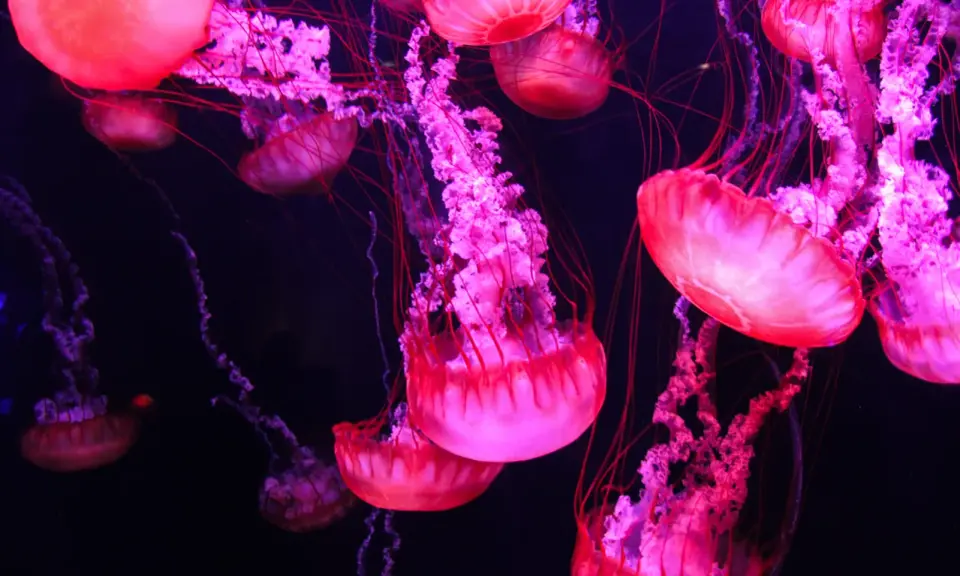 Meduse rosa e viola fluttuano nell'oscurità, con tentacoli sottili. Si nutrono di plancton e piccoli organismi marini.