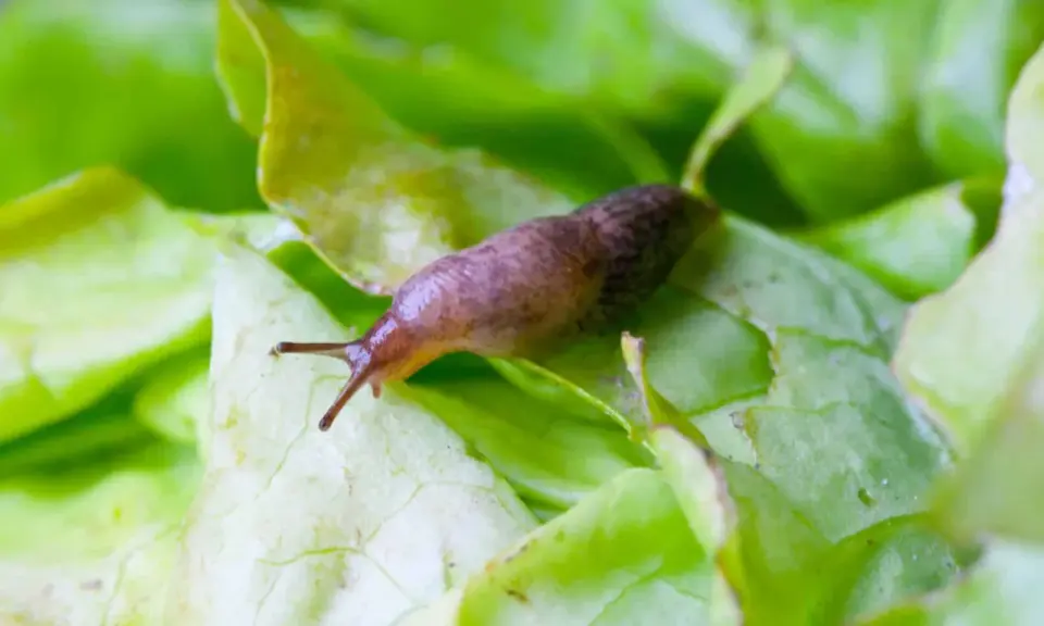 Un limace sur une feuille de salade verte. Une image qui rappelle l'importance d'un **anti limace naturel** pour protéger vos cultures.
