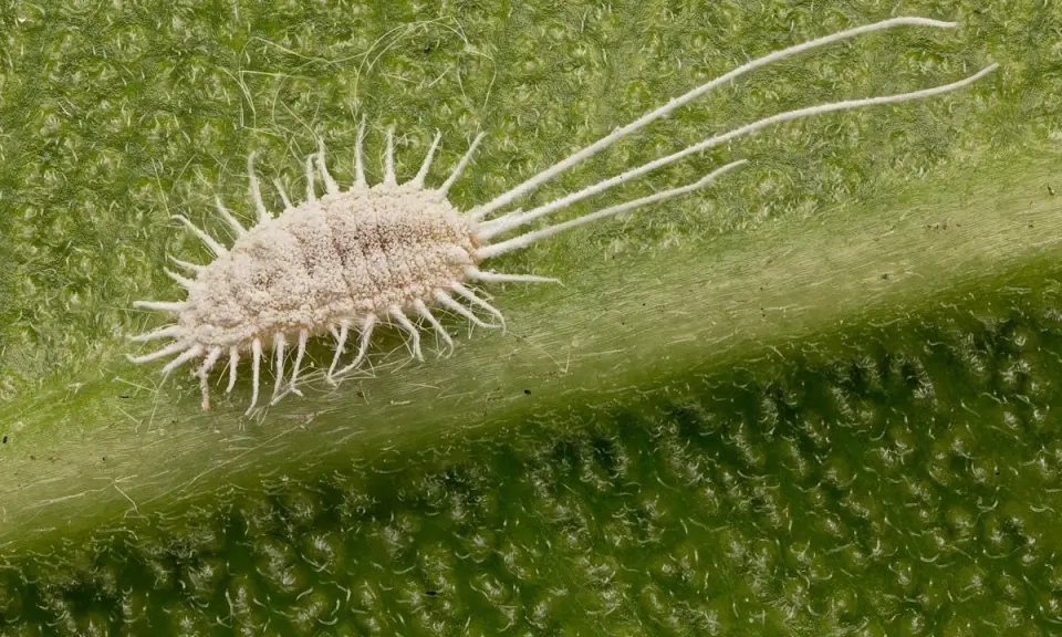 Gros plan d'une cochenille farineuse sur une feuille verte. Un traitement efficace est essentiel pour éradiquer ces nuisibles.