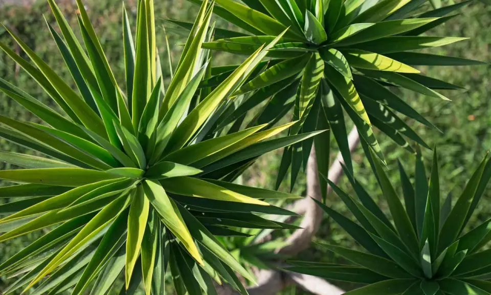 Yuca planta exterior con hojas verdes y puntiagudas, dispuestas en rosetas. El tronco leñoso se ve entre las hojas.