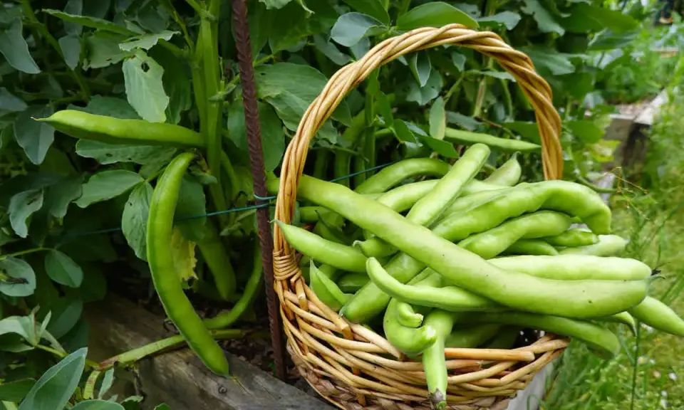 Panier rempli de fèves vertes fraîchement cueillies, à côté des plants. Idéal pour savoir dans quel sens semer les fèves pour une récolte abondante.