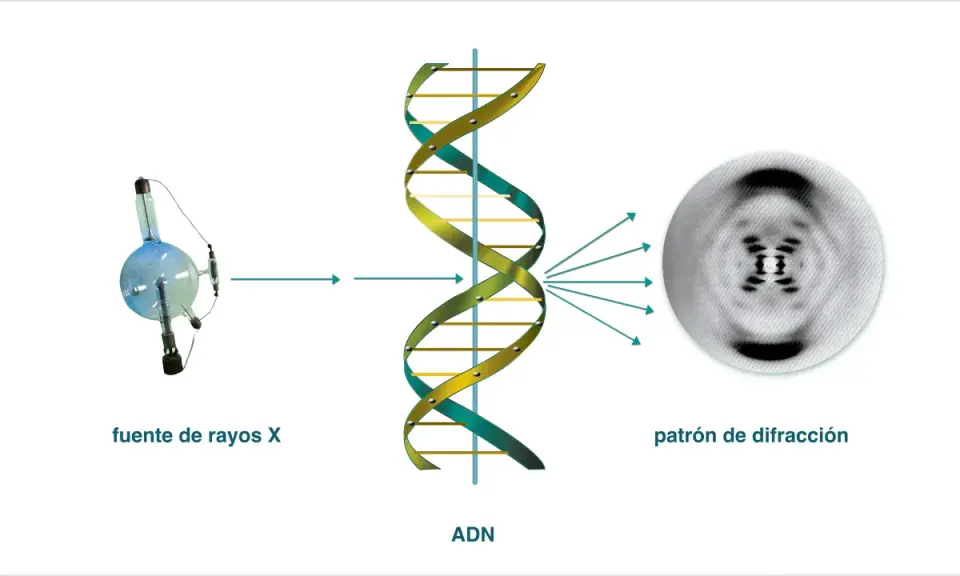 El ADN, estudiado por James Watson y Francis Crick, se irradia con rayos X, produciendo un patrón de difracción que revela su estructura helicoidal.