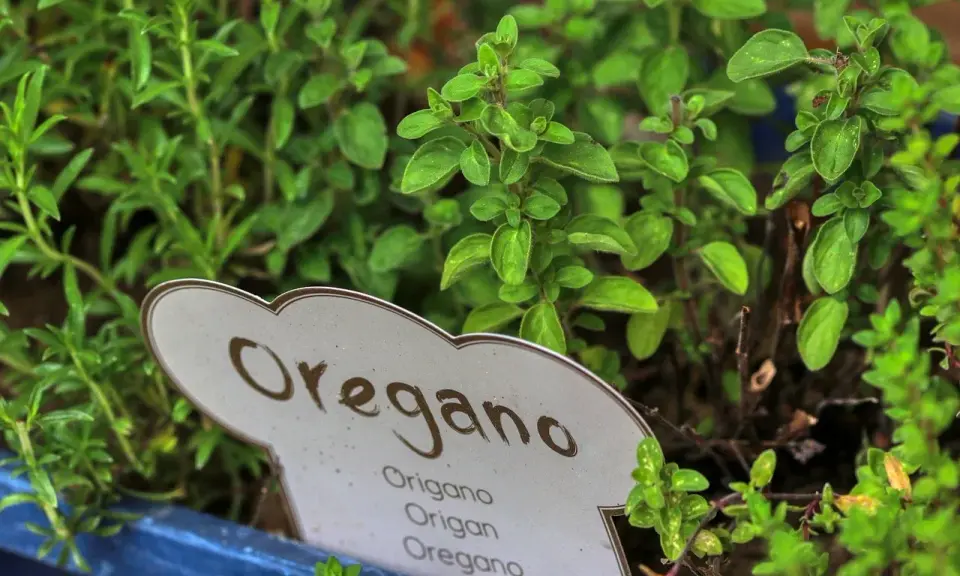 Zielone, pachnące oregano w doniczce. Idealne do pizzy, sosów i sałatek. Dzikie oregano na co dzień w Twojej kuchni.