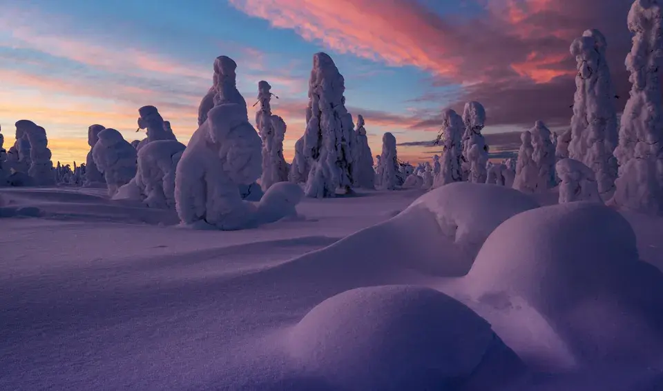 Vinter i Sverige: snötäckta träd formar surrealistiska skulpturer mot en rosa och blå gryningshimmel.