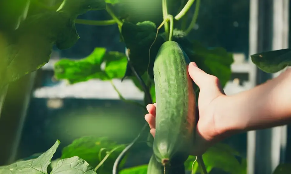 Main verte, une main cueille une belle variété de concombre dans une serre.